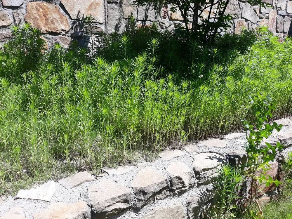 Top-rated lawn mowing service experts serving Allen, TX - Alfredo's Lawn Care Service