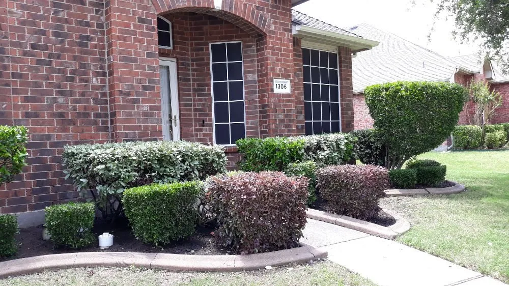 Trusted yard cleanup service for year-round maintenance across Allen, TX - Alfredo's Lawn Care Service