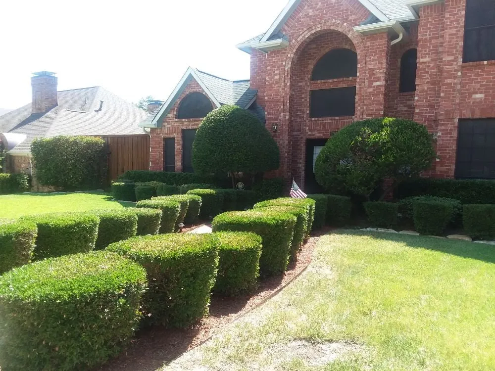 Professional lawn care service in Allen, TX by Alfredo's Lawn Care Service