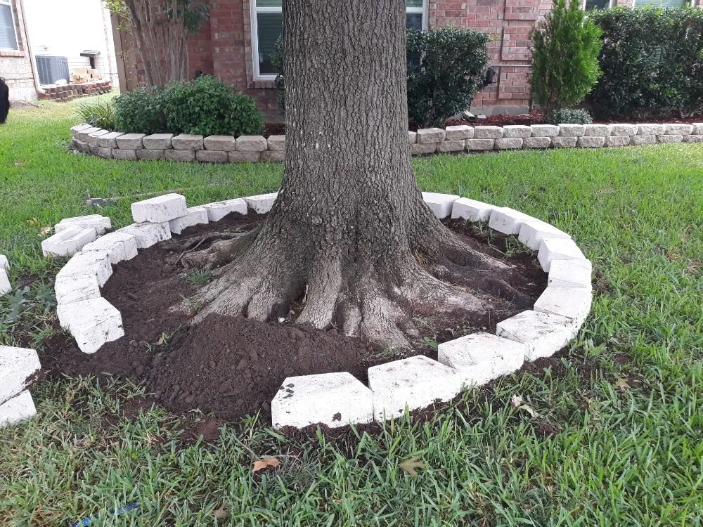 Reliable lawn mowing service for year-round maintenance in Allen, TX by Alfredo's Lawn Care Service