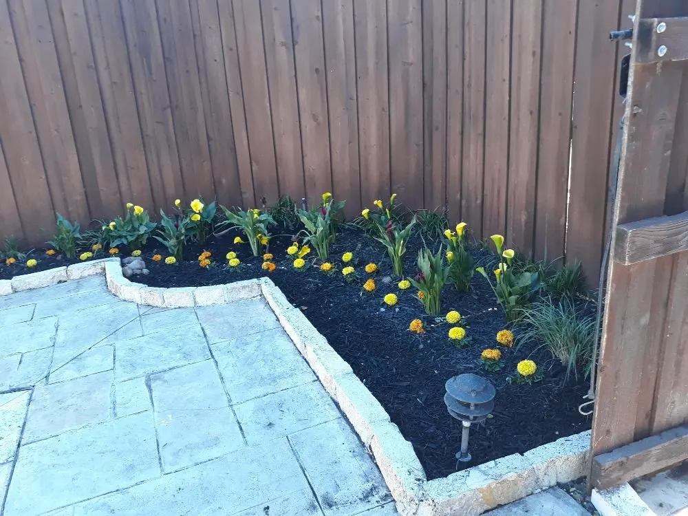 Professional lawn mowing service for homes in Allen, TX by Alfredo's Lawn Care Service