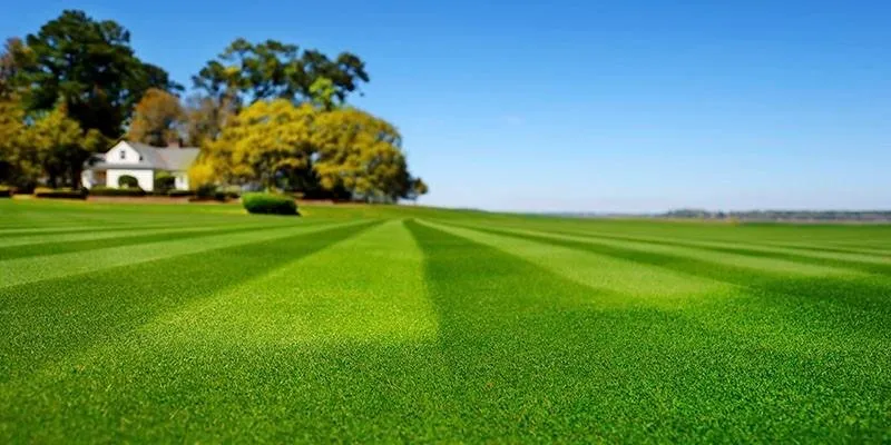 Reliable landscaping services for year-round maintenance across Elk Grove, CA - Alfredos lawn service