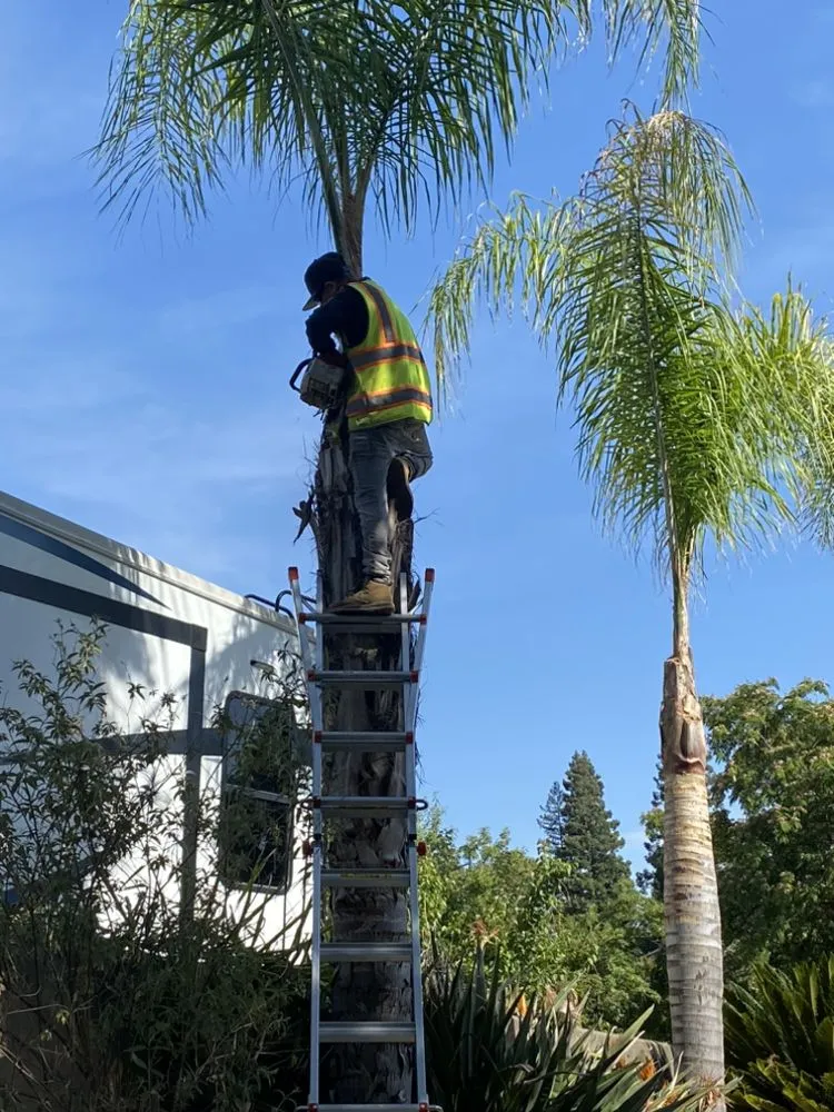 Reliable lawn care service in Oakdale, CA by Alfred's Tree Service and Landscaping