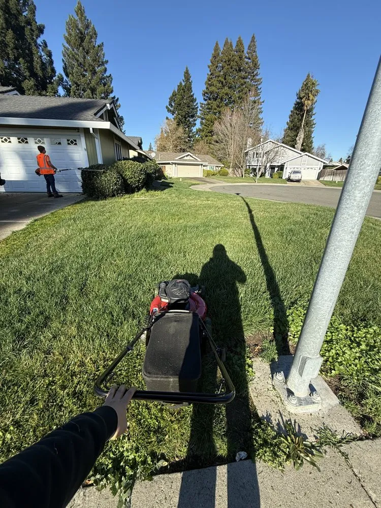 Local yard cleanup service near you in Sacramento, CA by ALH landscaping Services