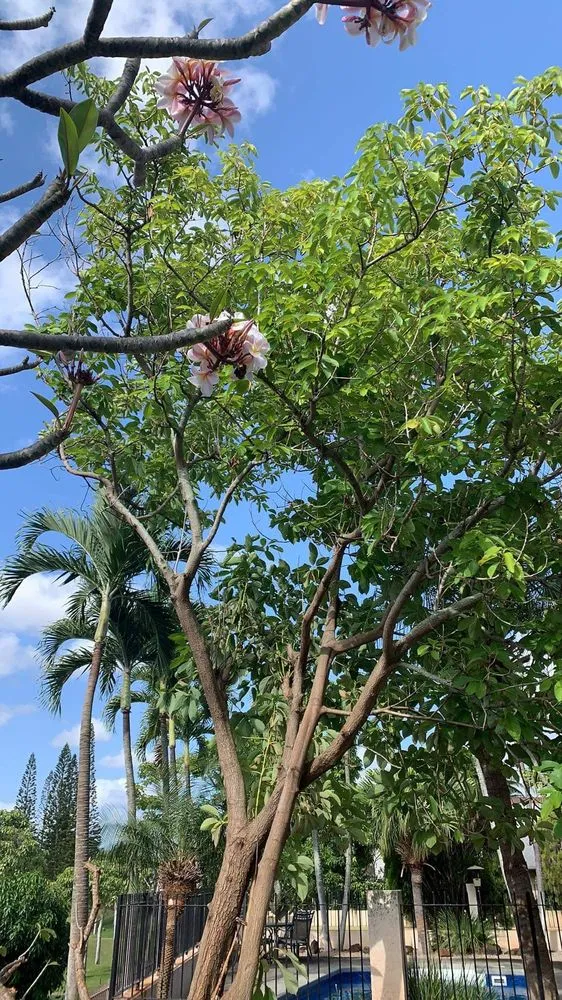 Expert residential landscaping experts serving Waipahu, HI - Alianah Landscaping