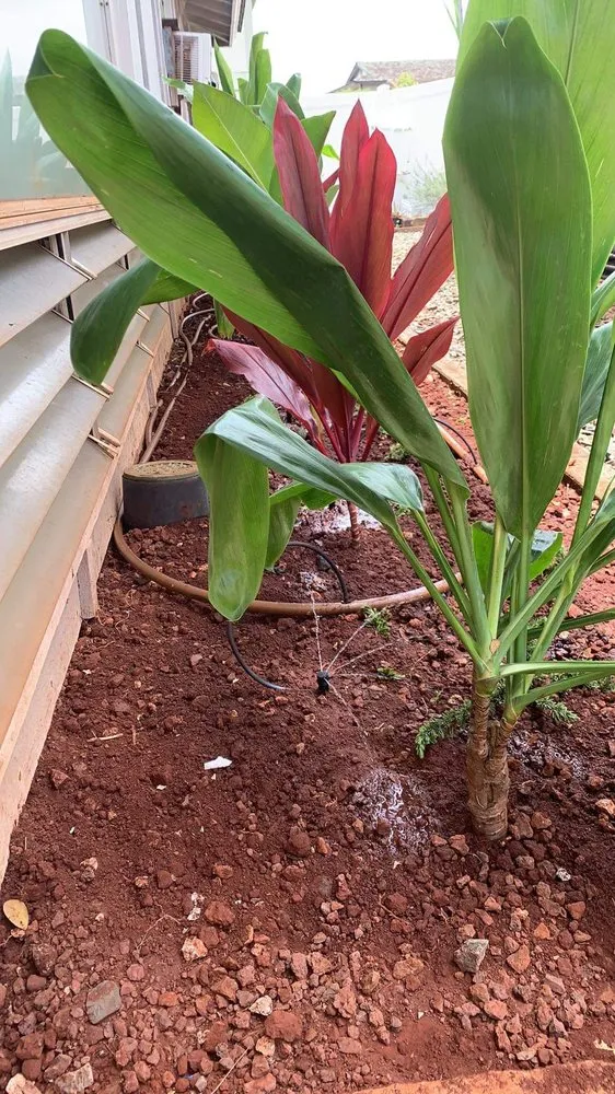 Custom outdoor landscaping for homes in Waipahu, HI by Alianah Landscaping