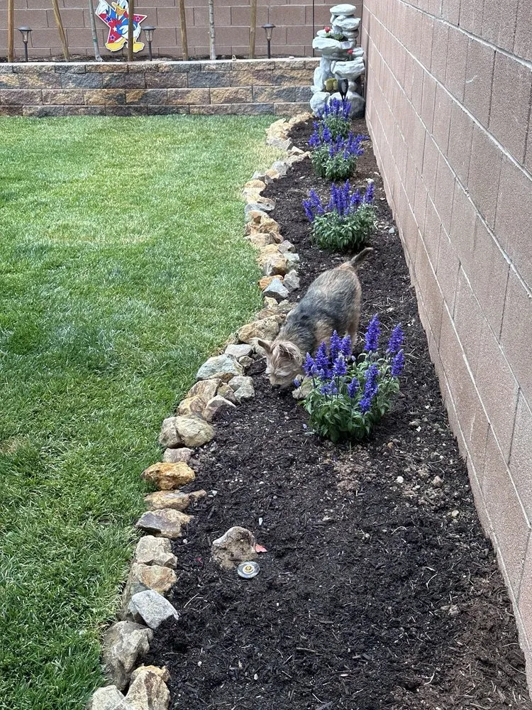 Affordable lawn care service near you across North Las Vegas, NV - Aliante Landscape