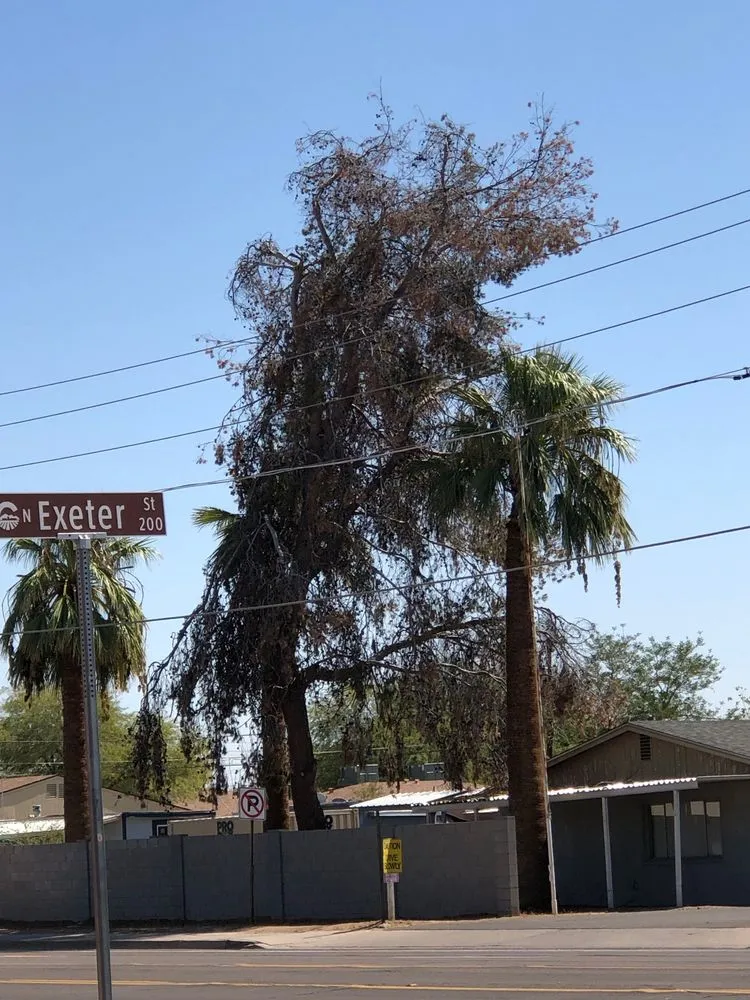 Affordable landscaping services for year-round maintenance in Phoenix, AZ by Alia’s Tree Services and Landscaping