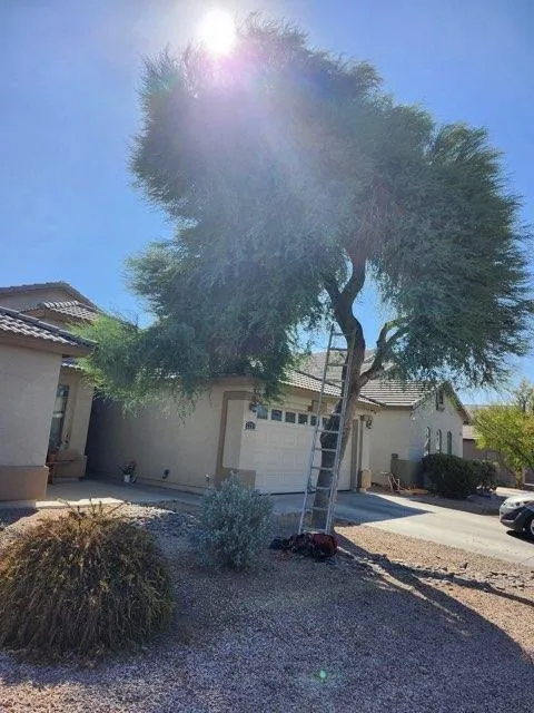 Local yard maintenance in Phoenix, AZ - Alia’s Tree Services and Landscaping