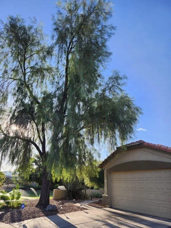 Trusted landscape design experts serving Phoenix, AZ - Alia’s Tree Services and Landscaping