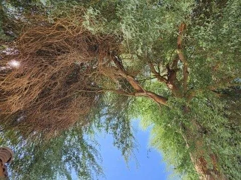 Expert landscape installation for homes in Phoenix, AZ by Alia’s Tree Services and Landscaping