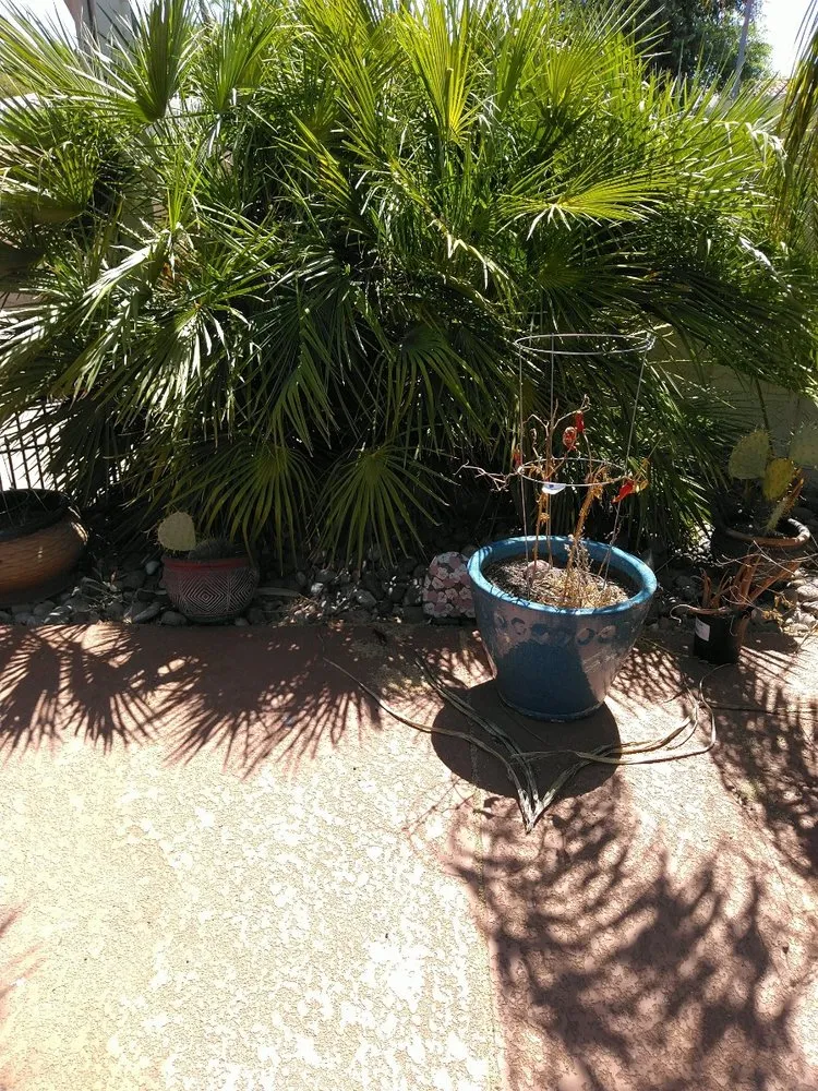 Reliable landscape installation in Phoenix, AZ by Alia’s Tree Services and Landscaping