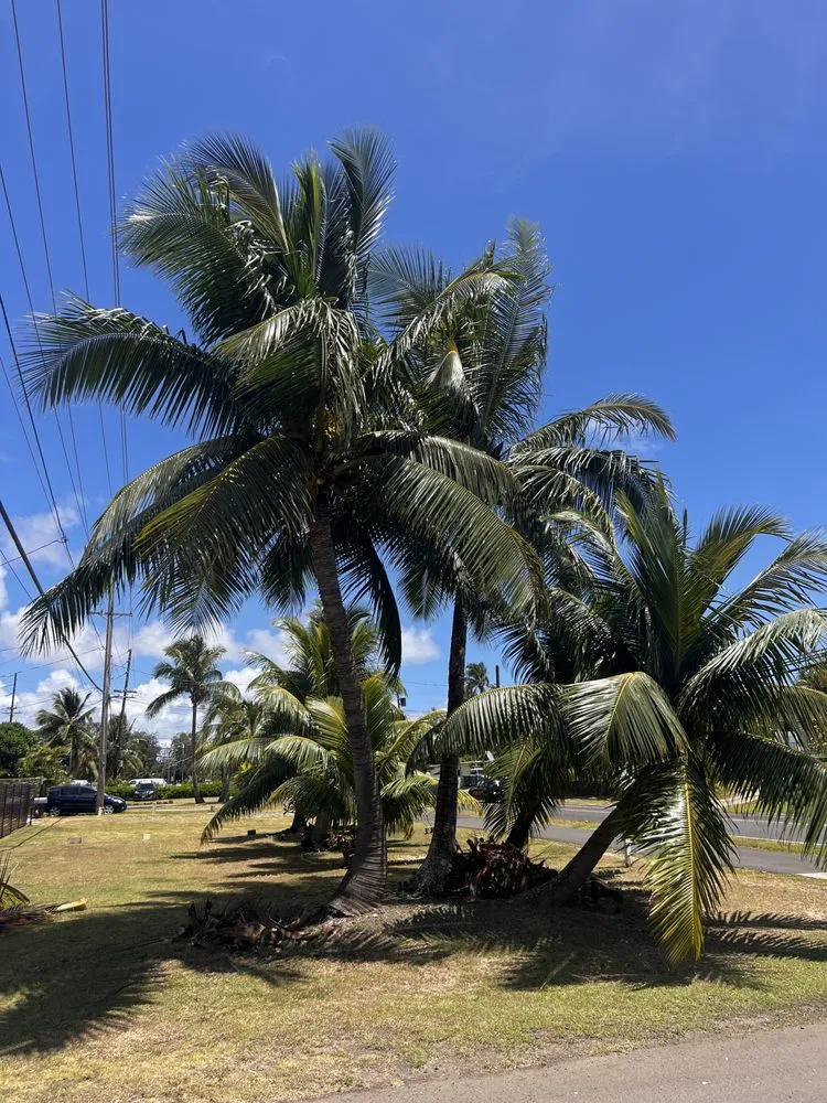 Local residential landscaping in Waimanalo, HI by Ali’I Landscaping