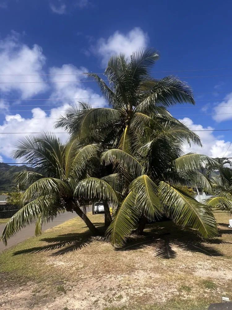 Professional garden landscaping experts serving Waimanalo, HI - Ali’I Landscaping