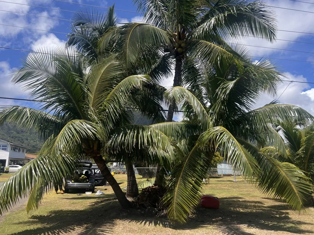 Affordable lawn care service in Waimanalo, HI by Ali’I Landscaping