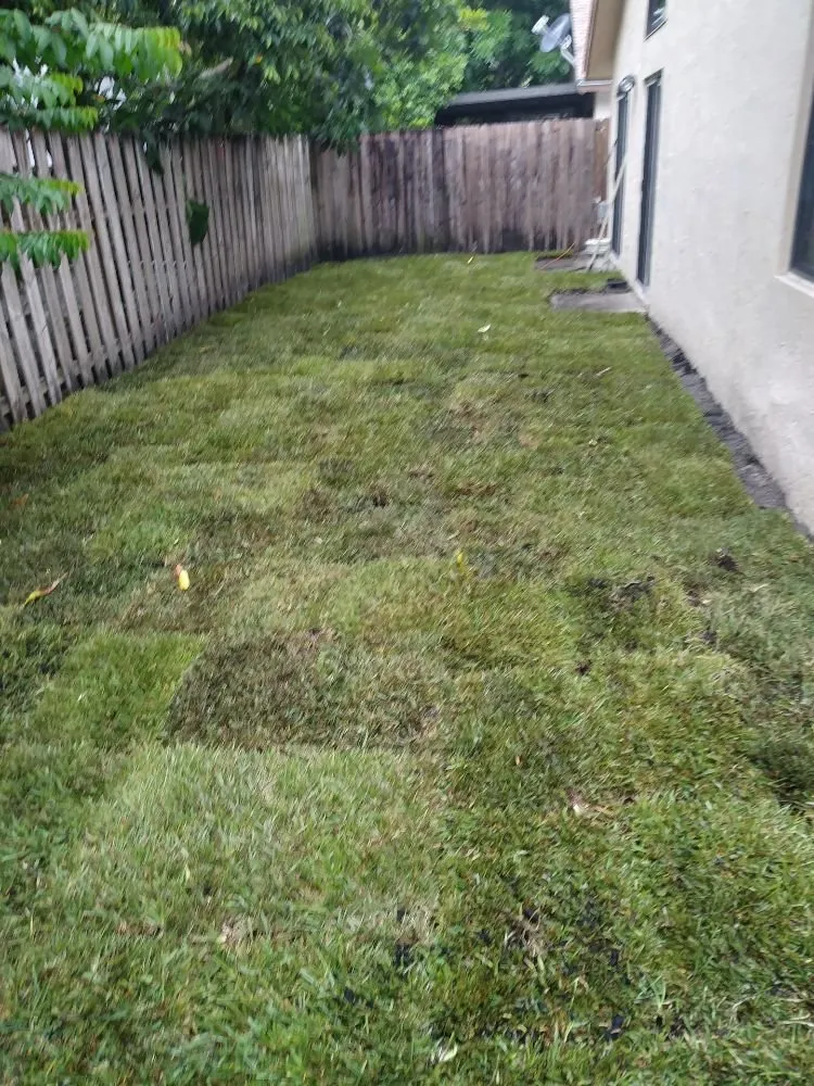 Reliable lawn care service experts serving North Lauderdale, FL - Alimayu Lawns
