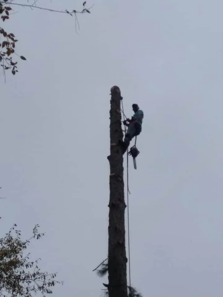 Affordable lawn care service for residential properties across Milledgeville, GA - Alive Again Landscape and Tree Care