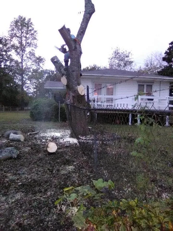 Reliable landscaping services for residential properties in Milledgeville, GA by Alive Again Landscape and Tree Care