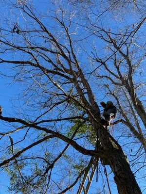 Alive Again Landscape and Tree Care Logo