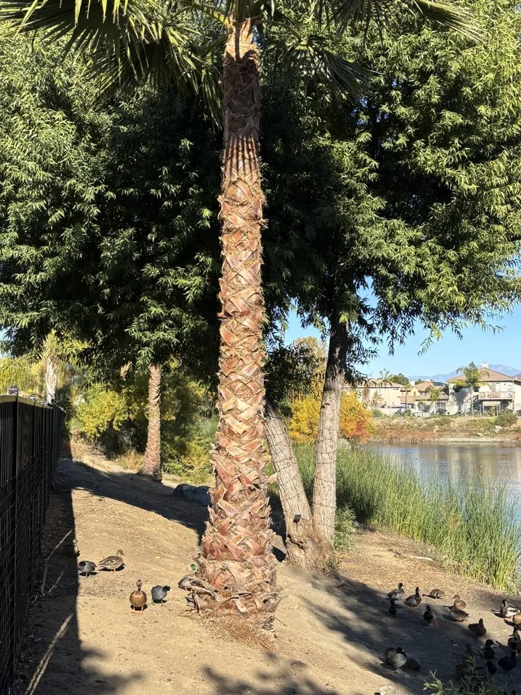 Top-rated residential landscaping in Ontario, CA - All & All Solutions