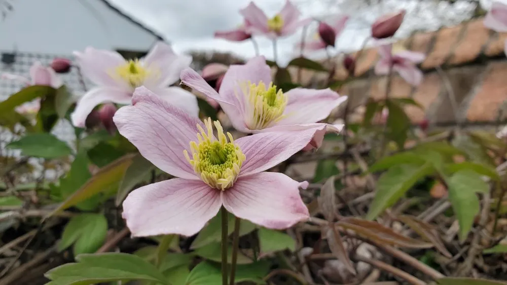 Trusted yard maintenance near you in Wading River, NY by All 4 Seasons Property Care