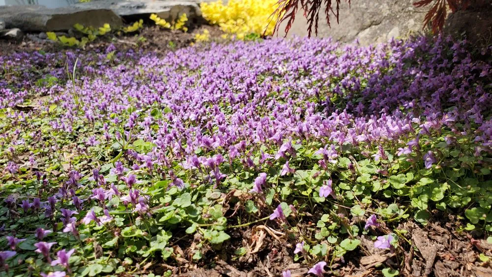 Affordable landscaping services experts serving Wading River, NY - All 4 Seasons Property Care