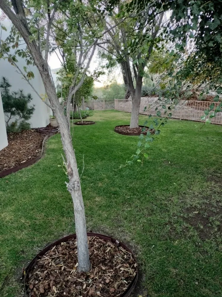 Local lawn care service for homes in Las Cruces, NM by All 4 You Landscaping & More
