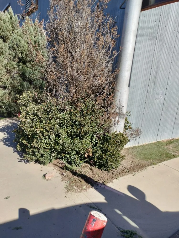 Affordable yard cleanup service near you in Las Cruces, NM by All 4 You Landscaping & More