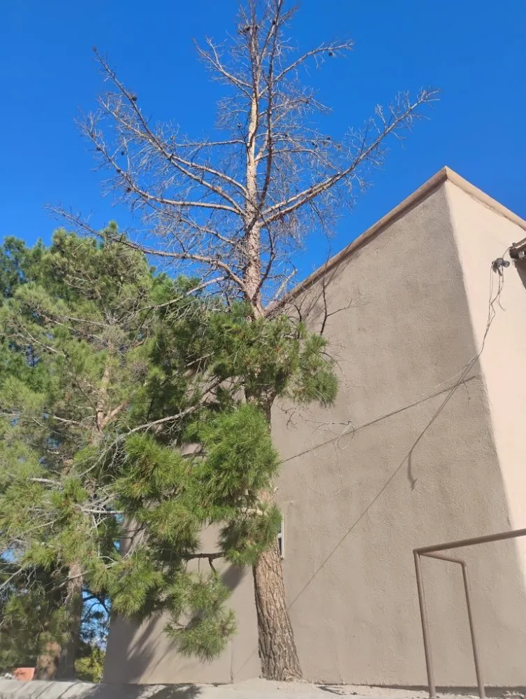 Professional lawn care service in Las Cruces, NM by All 4 You Landscaping & More