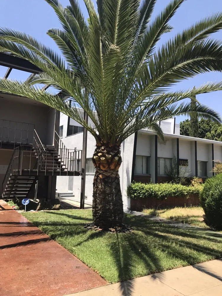 Local landscape installation experts serving Mission Hills, CA - All About Cuts