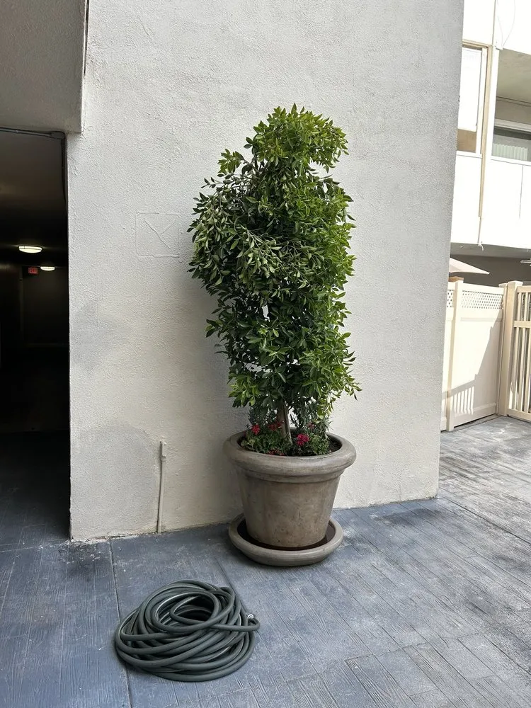 Affordable landscape design experts serving Mission Hills, CA - All About Cuts