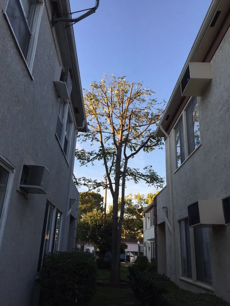 Expert landscaping services in Mission Hills, CA by All About Cuts