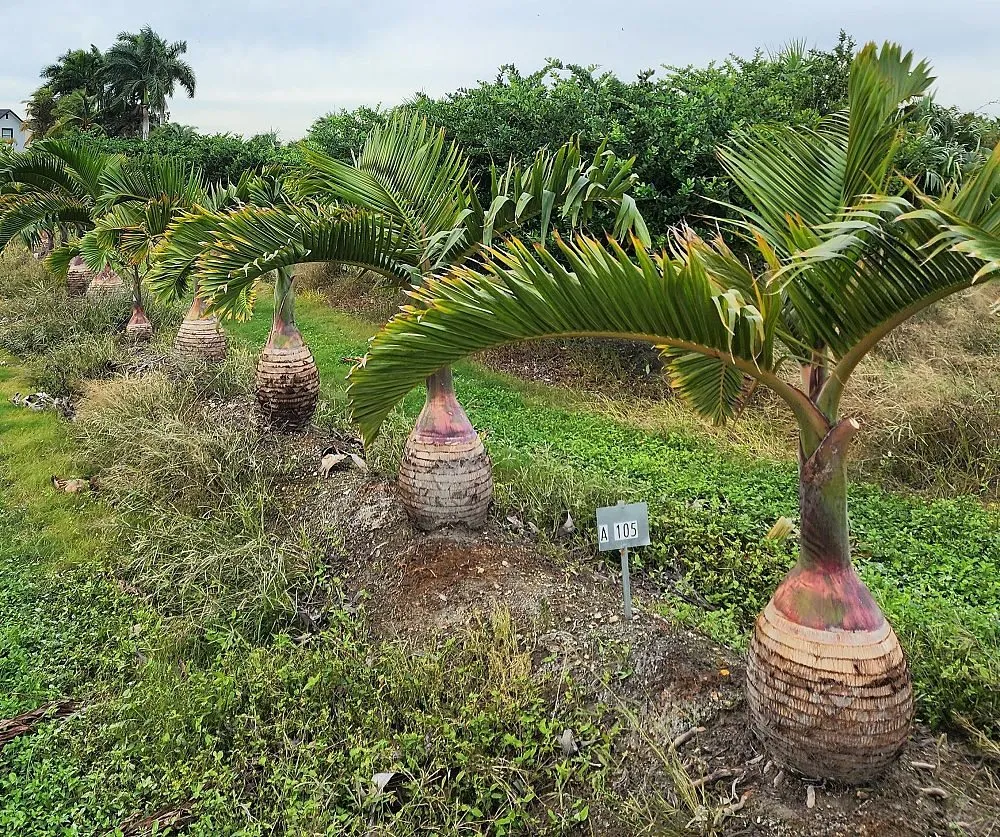 Professional lawn care service experts serving Tequesta, FL - All About Landscaping & Lawn Maintenance