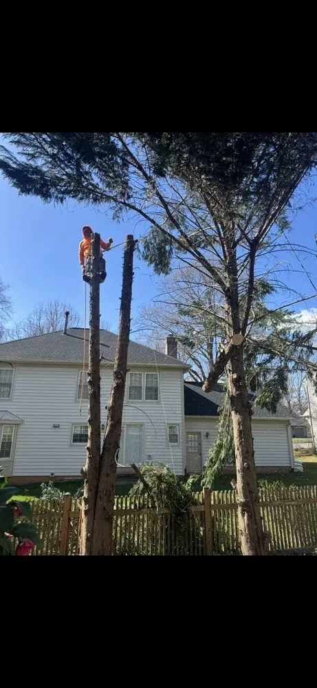 Professional yard cleanup service in Fairfax, VA by All About Landscaping