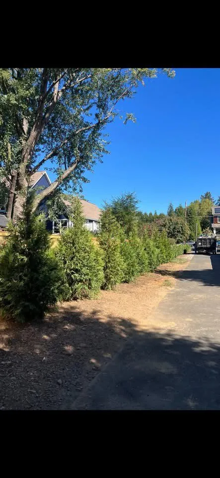 Expert yard cleanup service in Fairfax, VA by All About Landscaping