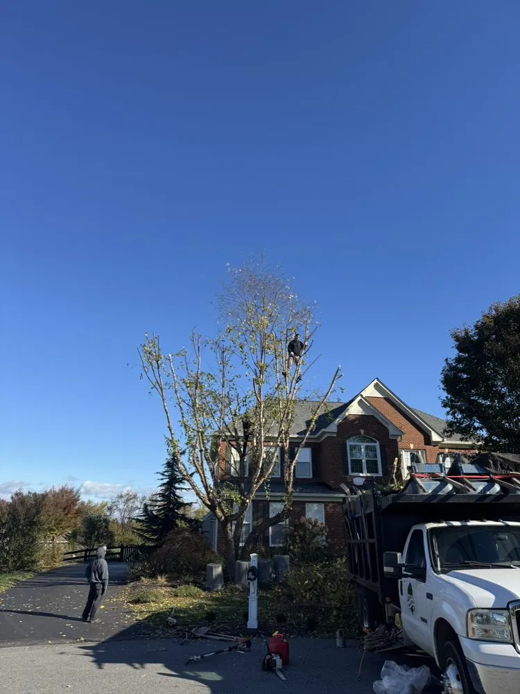 Custom yard cleanup service experts serving Fairfax, VA - All About Landscaping