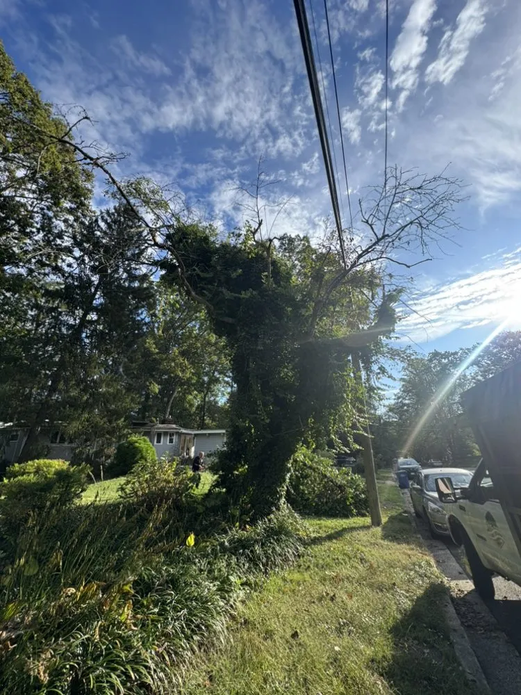 Professional landscaping services for year-round maintenance in Fairfax, VA by All About Landscaping