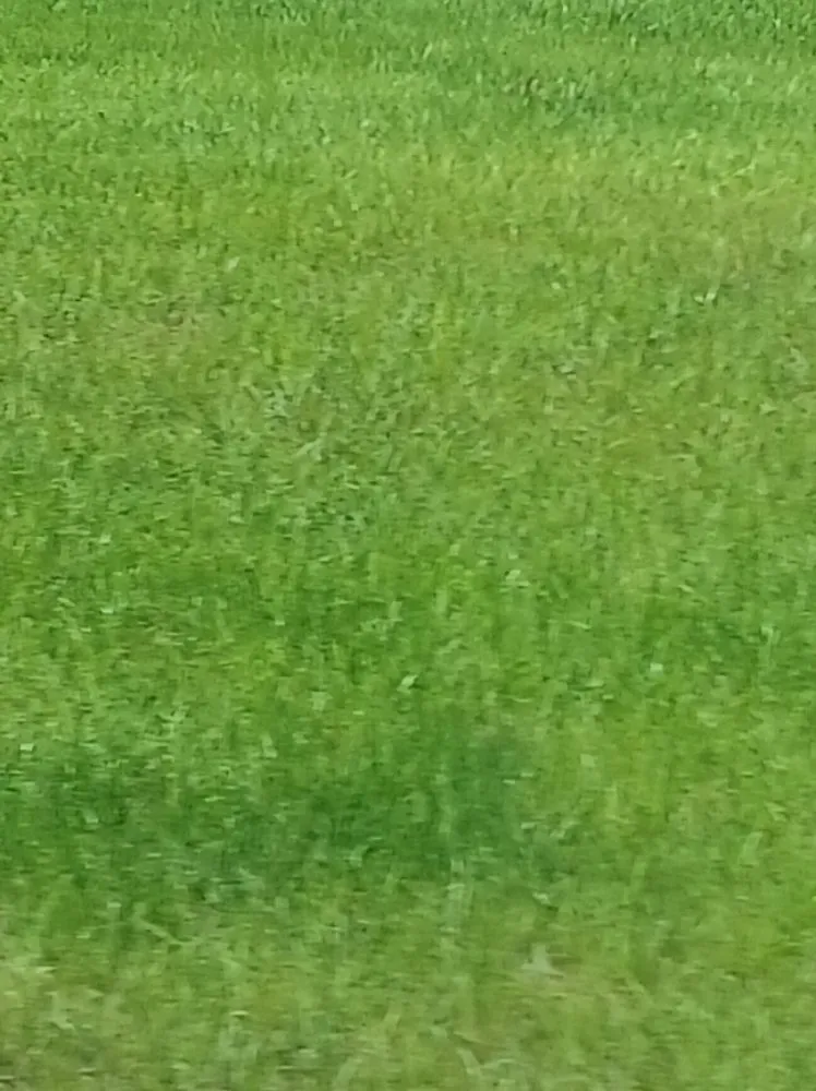 Expert lawn care service in Dunnellon, FL - All About Sod