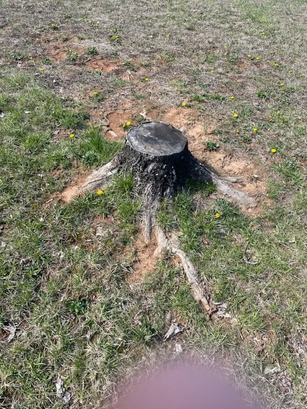 Professional yard cleanup service in Dandridge, TN by All About Stumps