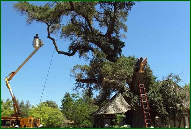 Expert garden landscaping in Belle Isle, FL - All About Trees Orlando