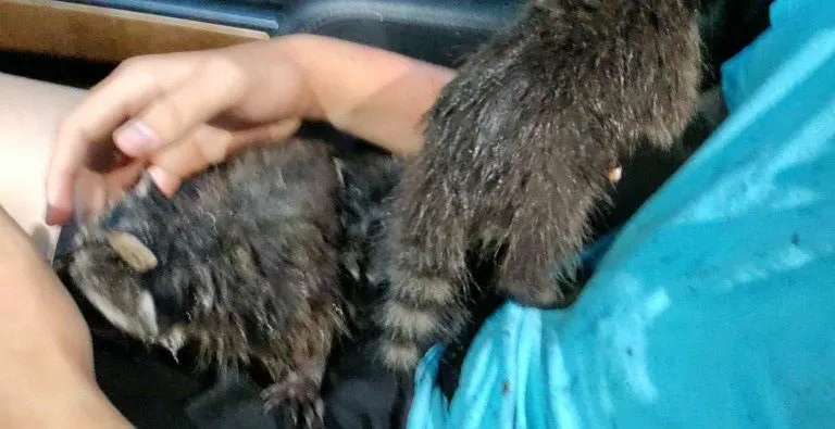 Custom landscape installation experts serving Belle Isle, FL - All About Trees Orlando