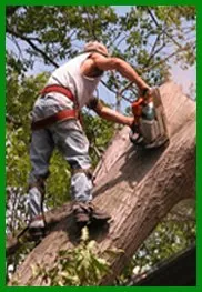 Professional lawn mowing service experts serving Belle Isle, FL - All About Trees Orlando