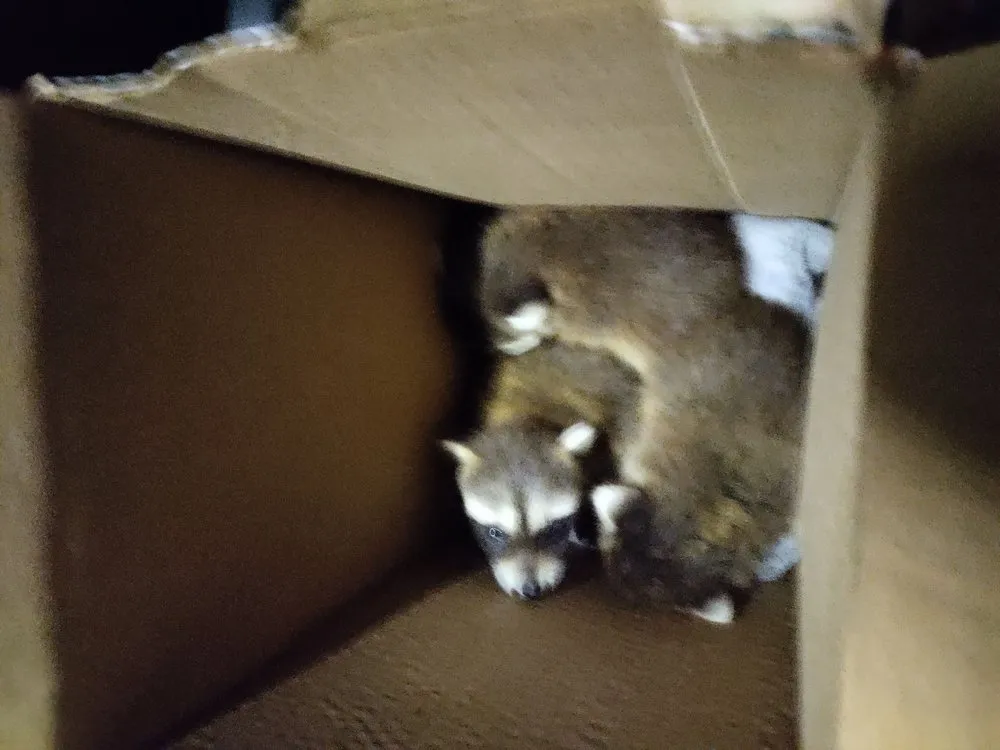 Expert landscaping services near you in Belle Isle, FL by All About Trees Orlando