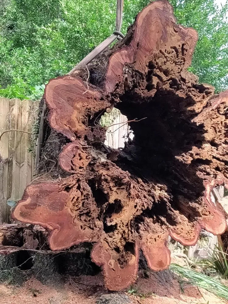 Local lawn mowing service in Belle Isle, FL by All About Trees Orlando