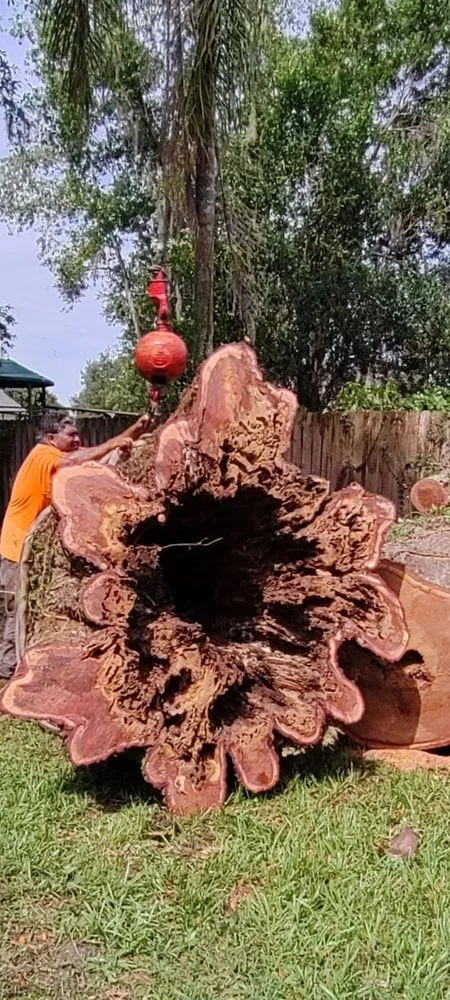 Top-rated landscape design in Belle Isle, FL - All About Trees Orlando