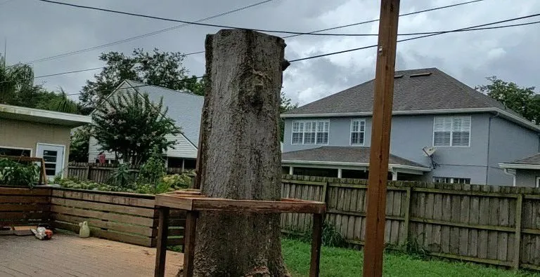 Professional yard maintenance experts serving Belle Isle, FL - All About Trees Orlando