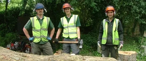 Trusted landscaping services experts serving Belle Isle, FL - All About Trees Orlando