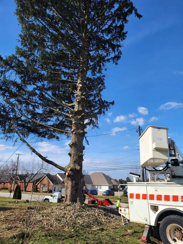 Trusted lawn care service for outdoor upgrades in Wooster, OH by All about trees