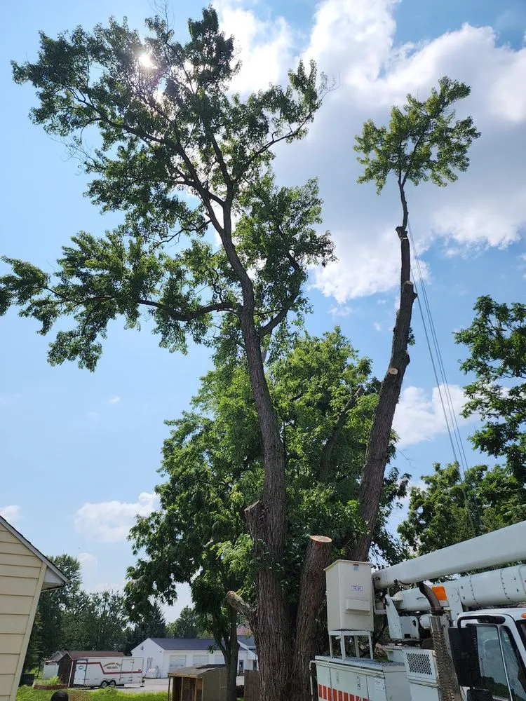 Local residential landscaping for residential properties across Wooster, OH - All about trees