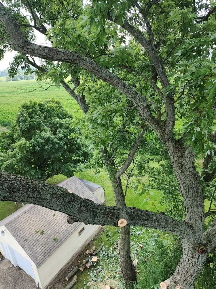 Professional landscape installation for outdoor upgrades across Wooster, OH - All about trees